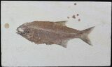 Very Rare Predatory Fish Eohiodon (Mooneye) - Best I've Seen! #62863-1